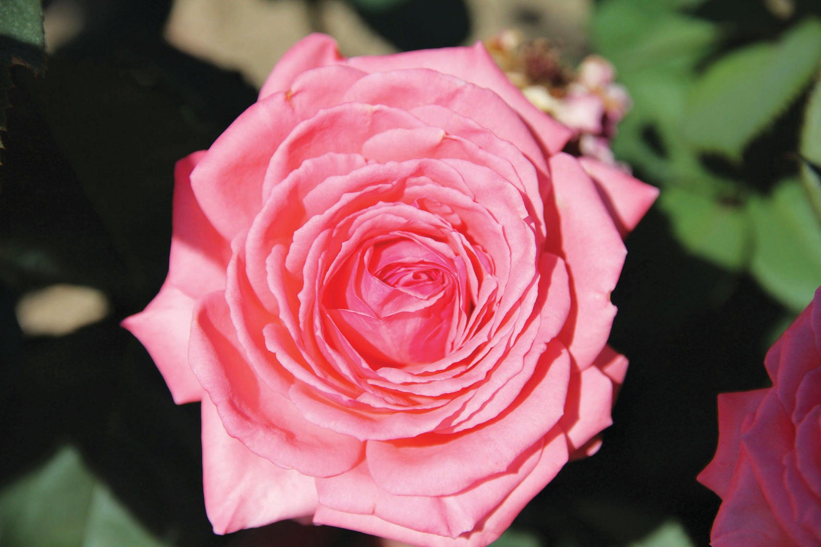 This remarkable rose embodies the hardiness and disease resistance that is characteristic of Canadian-bred roses, ensuring its ability to thrive in various climates and conditions. Alongside its resilience, the Canada Blooms Hybrid Tea Rose also captivates with its enchanting fragrance, infusing your garden with a delightful aroma. 