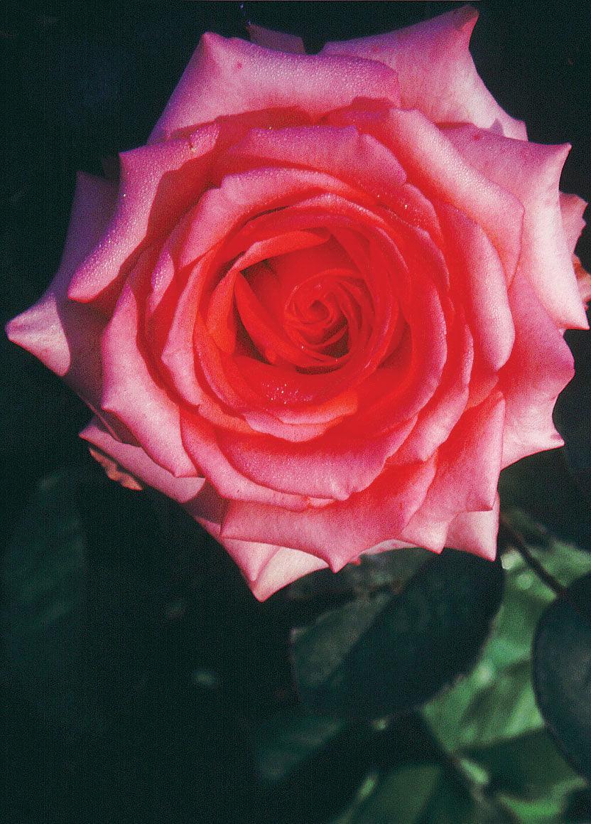 Lois Wilson Hybrid Tea Rose
