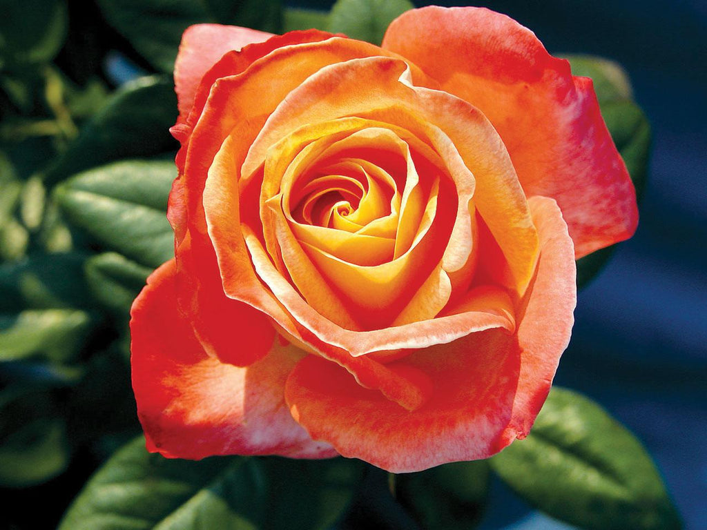 City of Welland Hybrid Tea Rose - Sheridan Nurseries