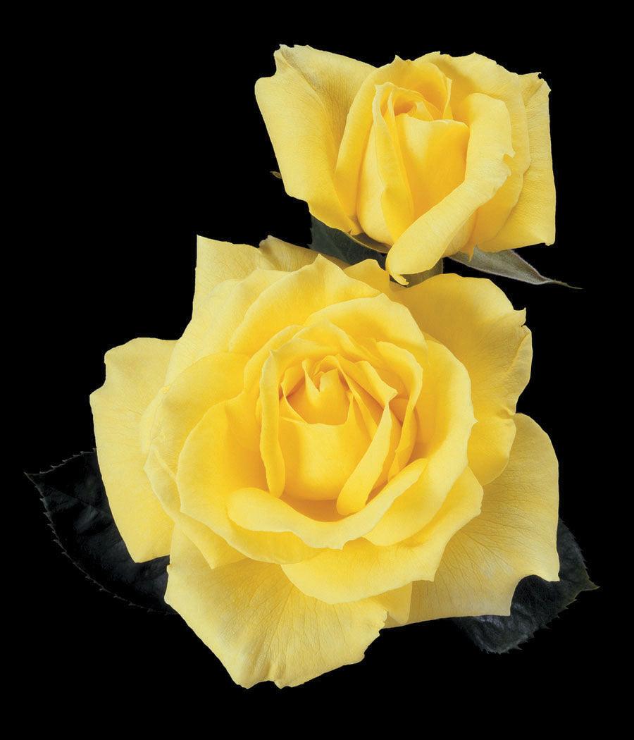 Mellow Yellow Hybrid Tea Rose