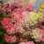 Berry White Panicle Hydrangea FE®  #2 FE Cont