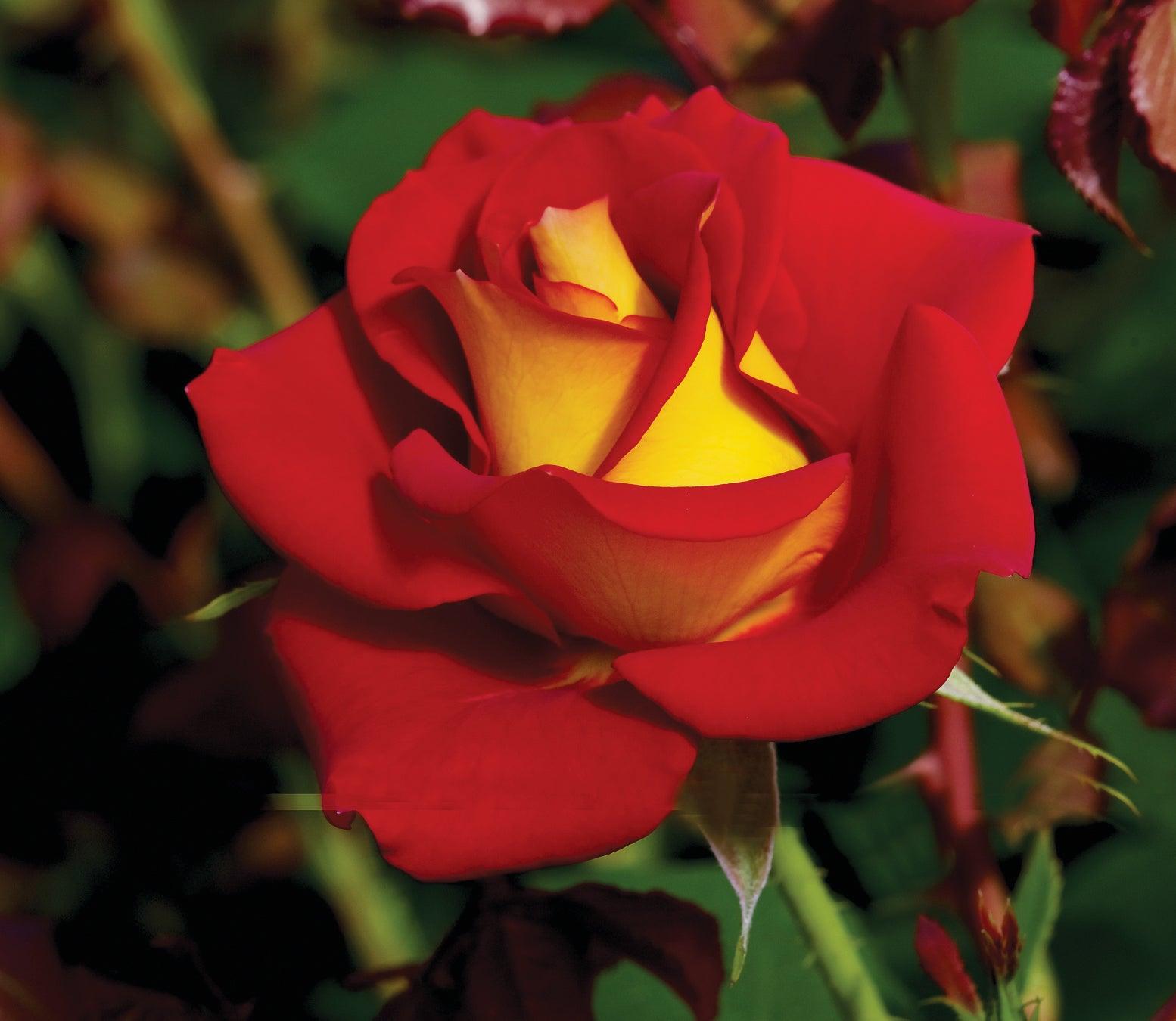 This unique rose variety features an eye-catching combination of the brightest red petals contrasted against a backdrop of the deepest yellow hues. The stunning blooms atop the glossy, green leaves create a striking visual contrast that is sure to command attention. What sets this rose apart is its ability to maintain its vivid colors from bud to bloom, ensuring a long-lasting display of bold and beautiful tones. 