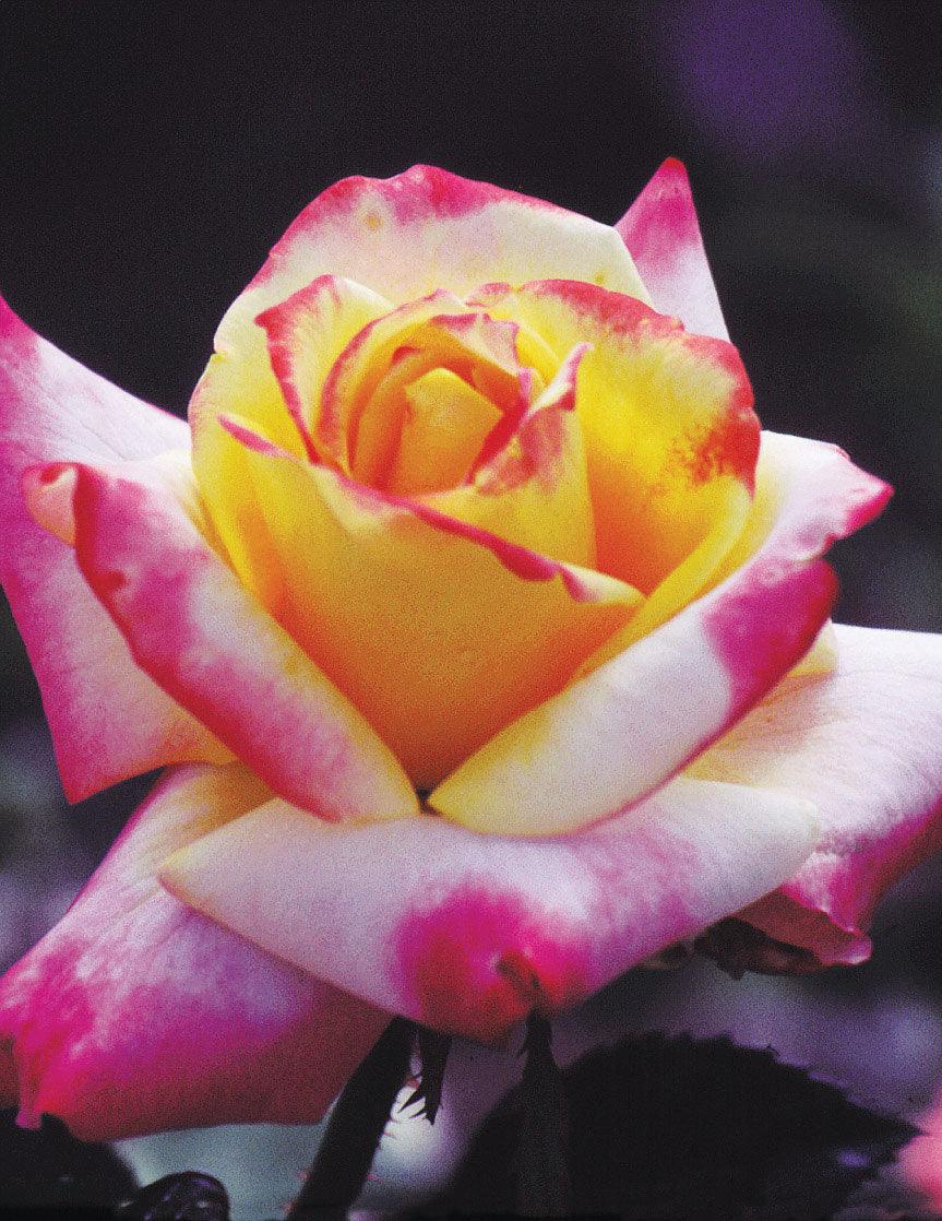 Add stunning beauty to your gardens or fresh cut arrangements with this hybrid tea rose. With gold petals edged in scarlet, this variety is an abundant bloomer. 