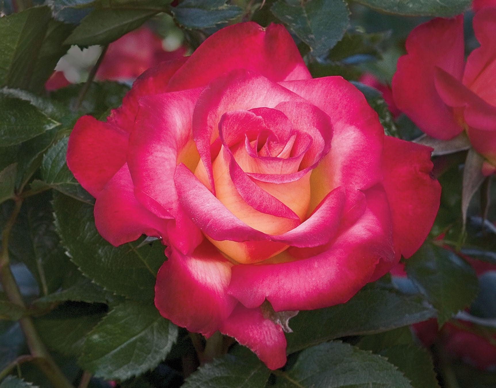 Grandiflora Roses Tagged 