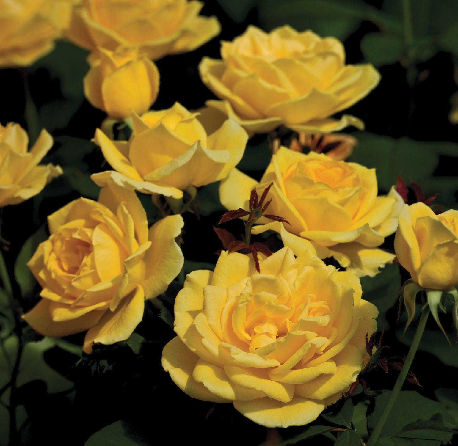 Grandiflora Roses - Sheridan Nurseries Online