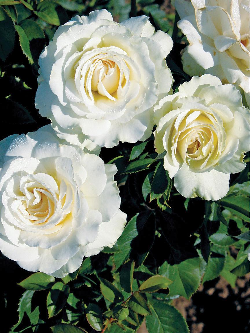 Mt. Hood Grandiflora Rose