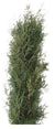 Whether you're preparing for the holiday season, creating a winter wonderland, or adorning your outdoor space, the Carolina Sapphire Bough adds a touch of natural beauty and freshness to your outdoor decoration. Let your creativity flourish as you design captivating arrangements that capture the essence of the great outdoors.