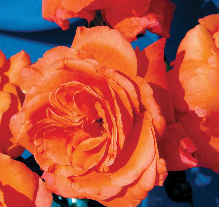 Lasting Peace Grandiflora Rose - Sheridan Nurseries Online