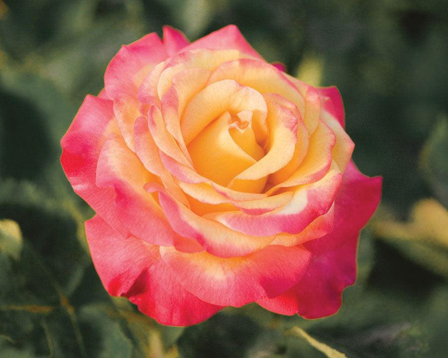 Dream Come True Grandiflora Rose