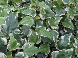 Ivy Plant