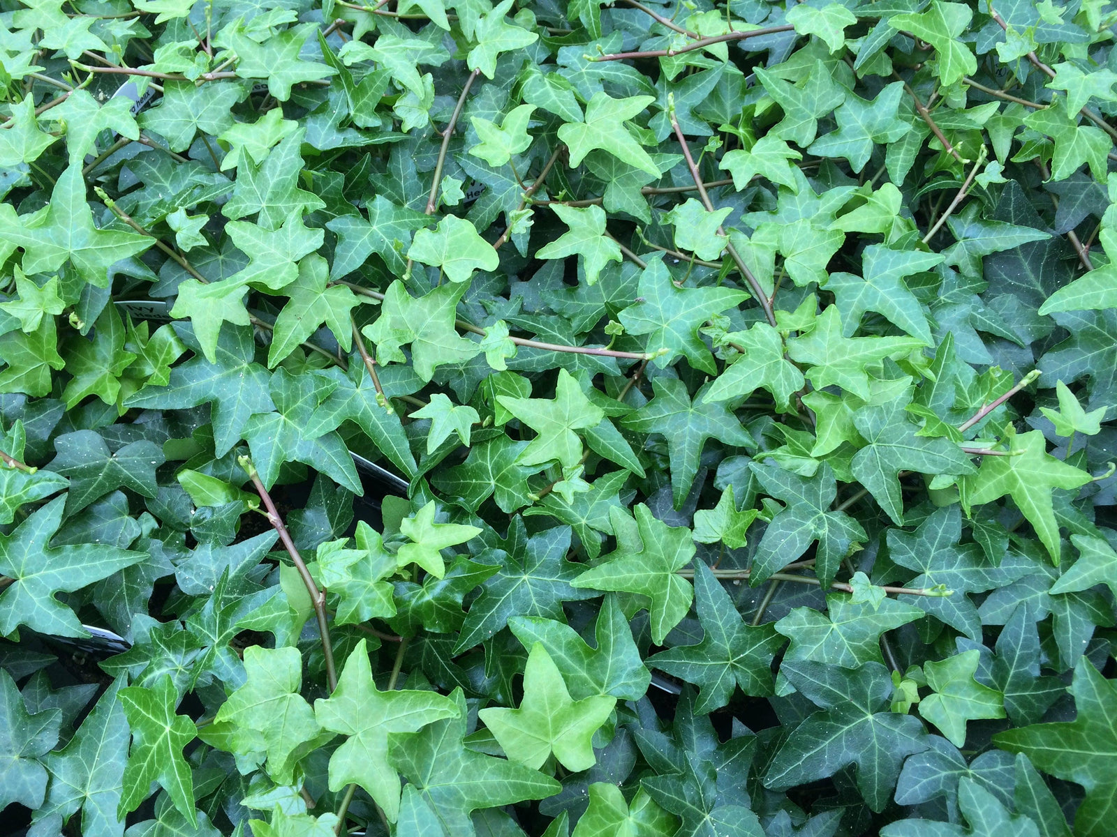 Ivy Plant