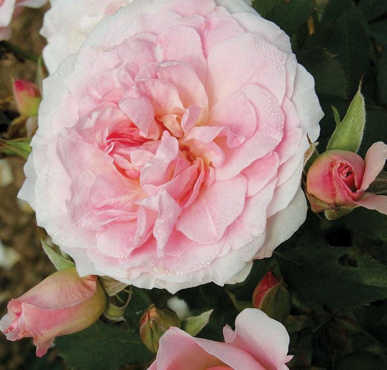 Home &amp; Garden Floribunda Rose