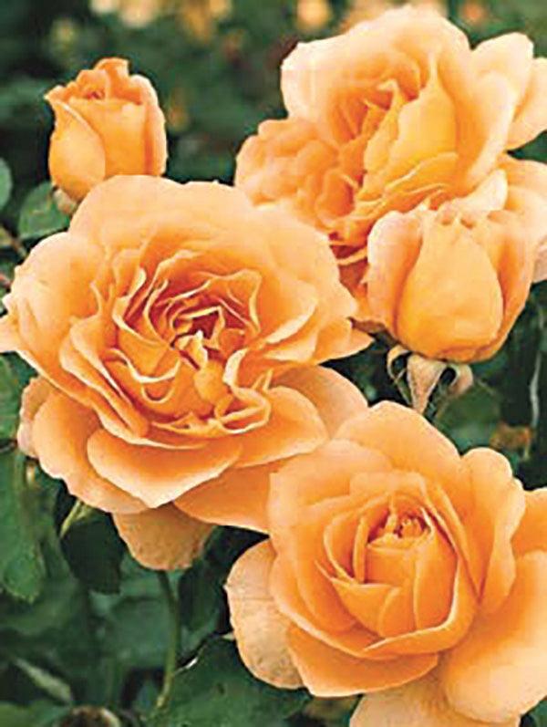 This remarkable rose variety features apricot-yellow flowers that gradually soften to a delicate shade of nearly white, creating an enchanting display of changing colors. The Honey Perfume Rose is known for its prolific blooming, continuously producing an abundance of flowers throughout the season.