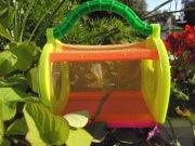 Praying Mantis 1 Egg Case