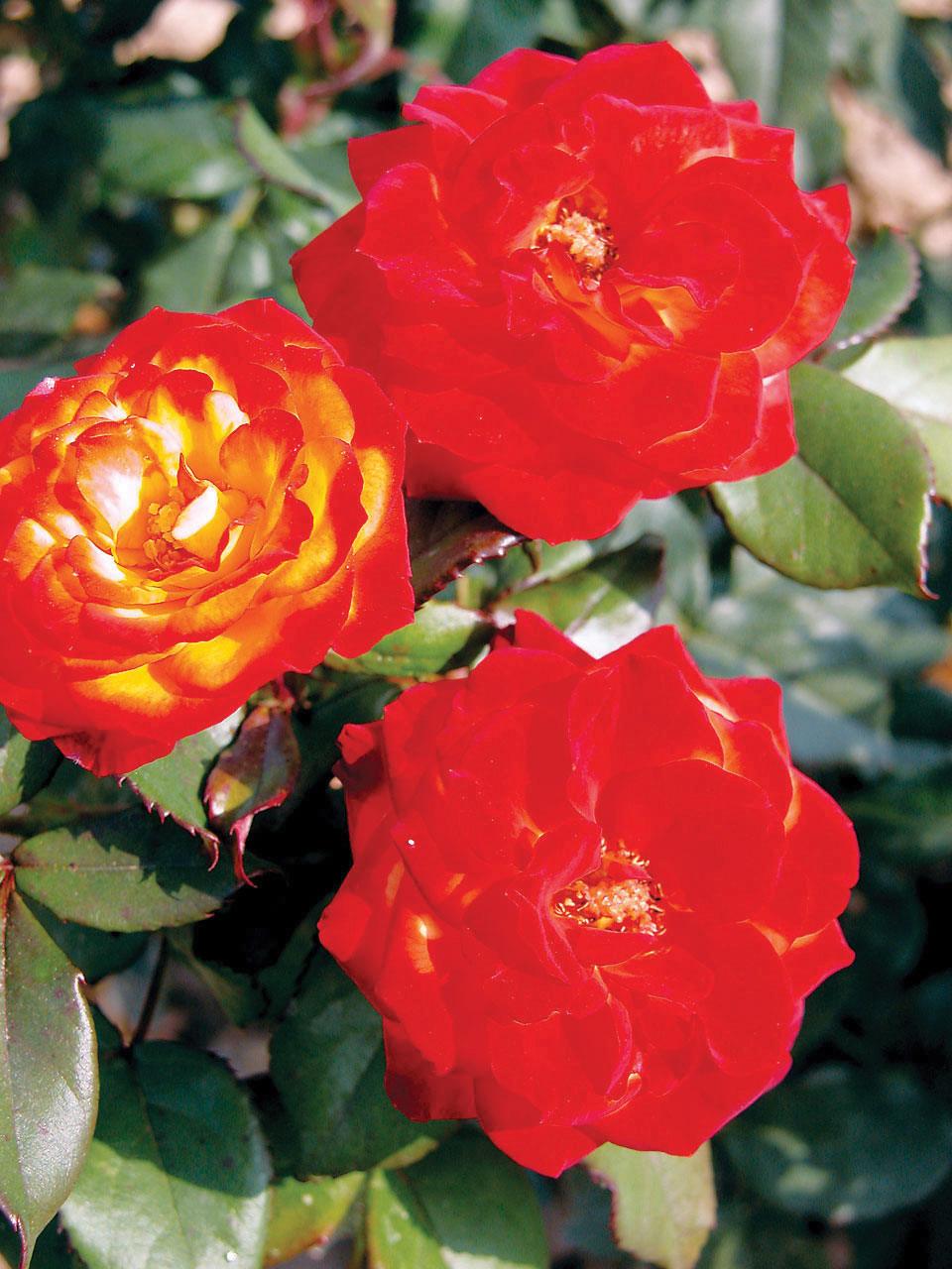Charisma Floribunda Rose