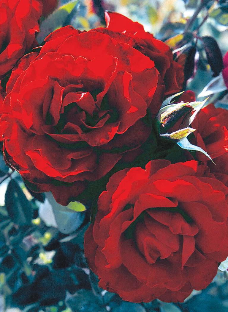 Introducing the Crimson Cascade Climbing Rose, a magnificent climber that offers everything you could desire in a flowering rose. With its great form, vigorous growth, and exceptionally dark red blooms, it is sure to make a striking statement in your garden. 