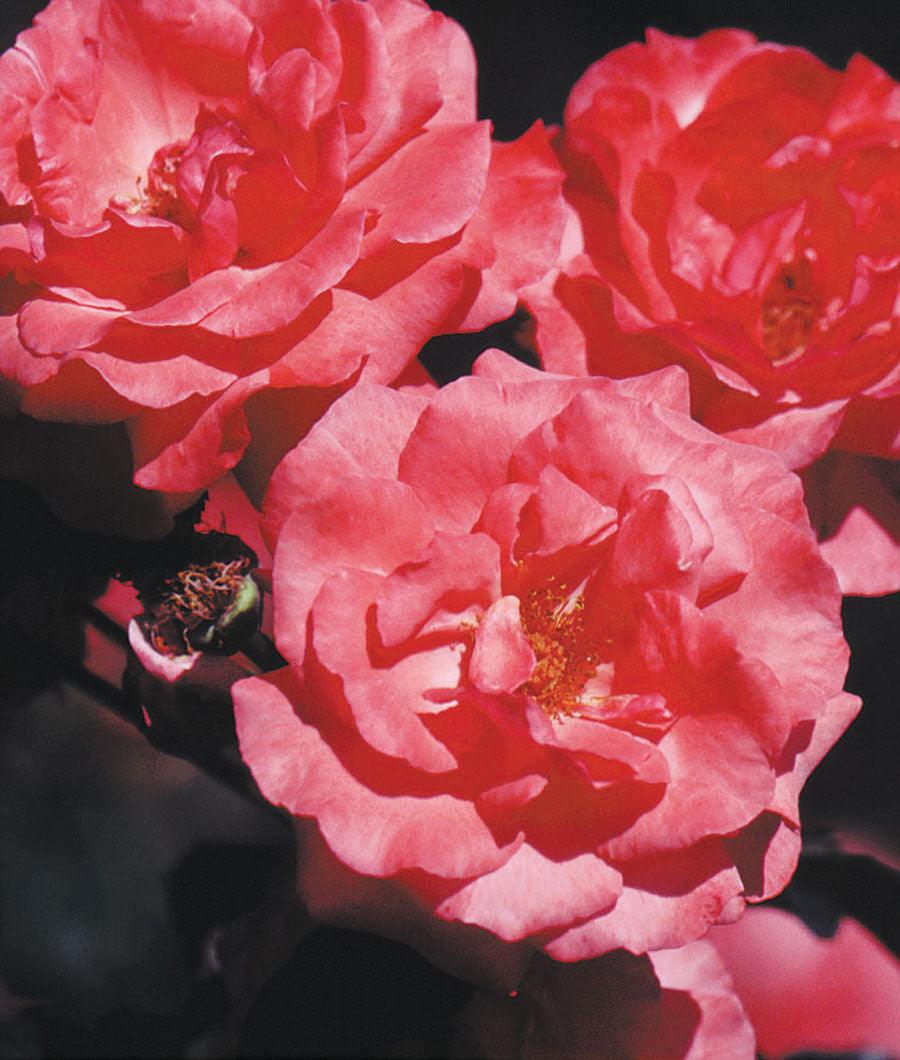 Introducing the Galway Bay Climbing Rose, a breathtaking addition to any garden. This vigorous climber showcases a profusion of very double, coral blooms that create a striking contrast against the plentiful dark green foliage. 