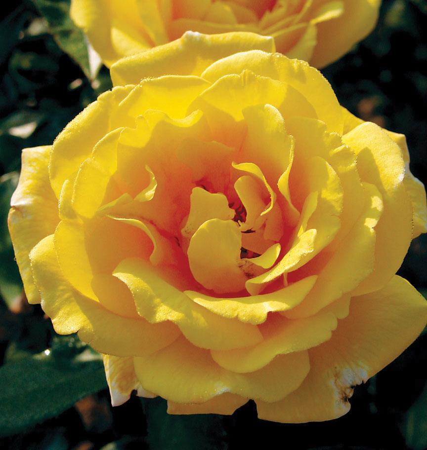 Welcome the Golden Showers Climbing Rose into your garden and experience the beauty of this remarkable variety. This vigorous climber is a continuous bloomer, gracing your landscape with clusters of bright yellow-gold, high-centered blooms from spring through fall.