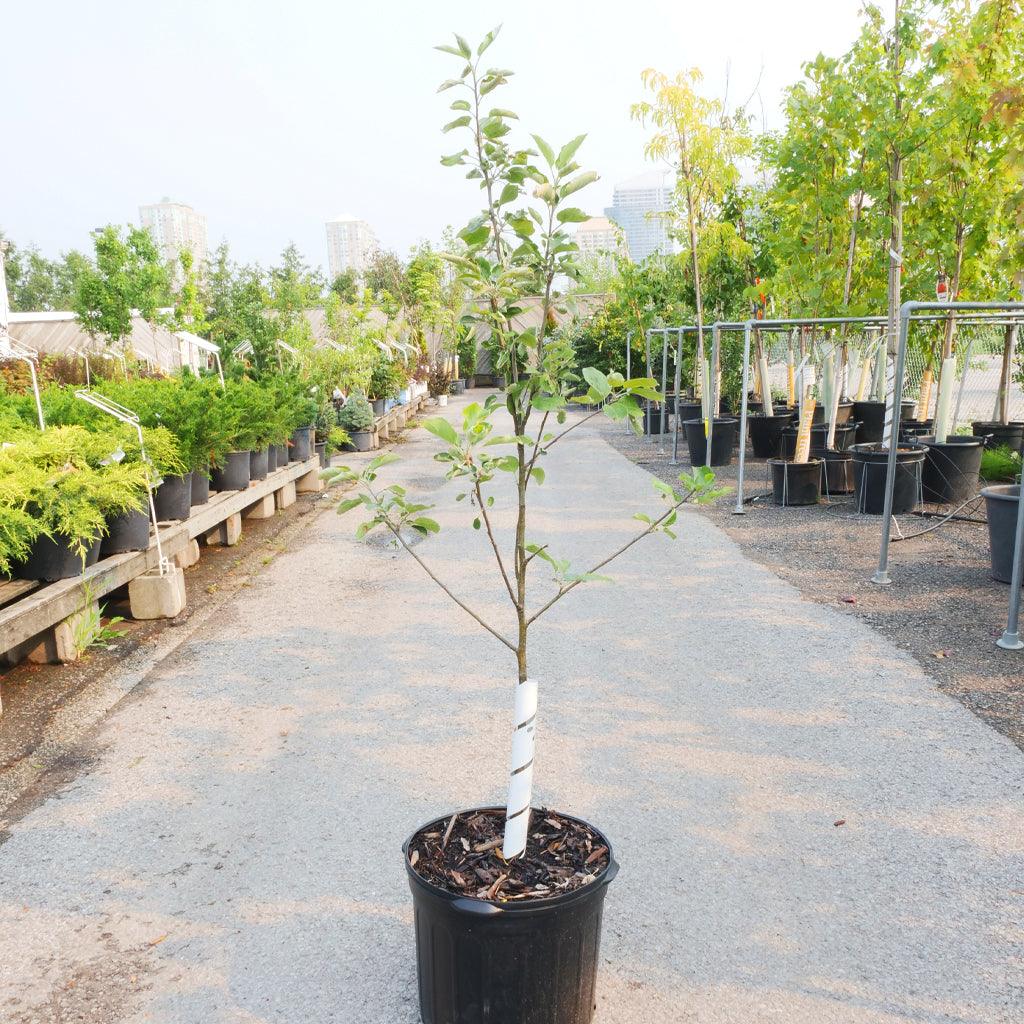 The Akane apple is cherished for its sweet and firm texture, making it an ideal choice for fresh eating straight off the limb. With a dwarf growth habit, this apple tree can reach a mature height of 12 to 15 feet, making it a suitable option for smaller spaces. Additionally, there is a Mini-Dwarf variety available with a mature height of 6 to 9 feet, perfect for even more compact gardens. 