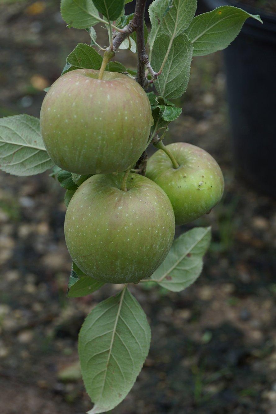 Fuji Apple  (Dwarf)