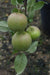 Fuji apples are known for their crisp and juicy texture, with a sugary-sweet flavor that resembles freshly-pressed apple juice. With a growth range suitable for zones 5 to 9, this semi-dwarf tree thrives in a variety of climates, making it a versatile choice for apple enthusiasts across different regions. Growing to a height of 12 to 15 inches, the Fuji Apple Semi-Dwarf Tree is a perfect choice for smaller spaces or container planting.