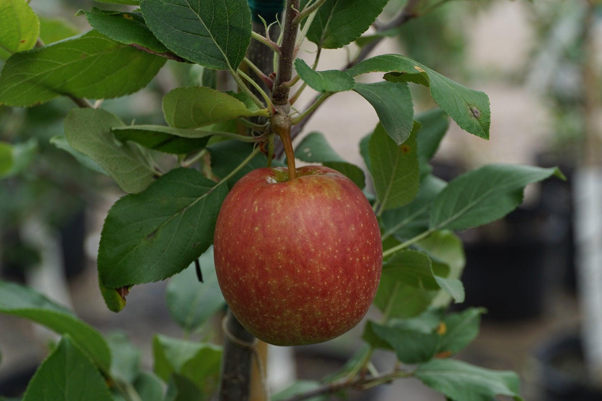 Gala Apple  (Dwarf)