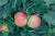 Gravenstein Apple Semi-Dwarf Tree