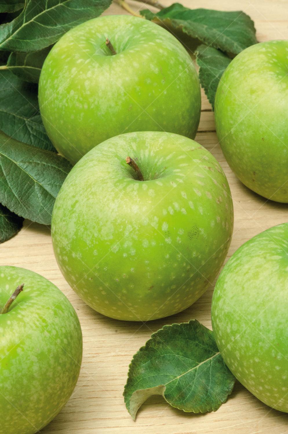 Granny Smith Apple Dwarf Tree Sheridan Nurseries Online