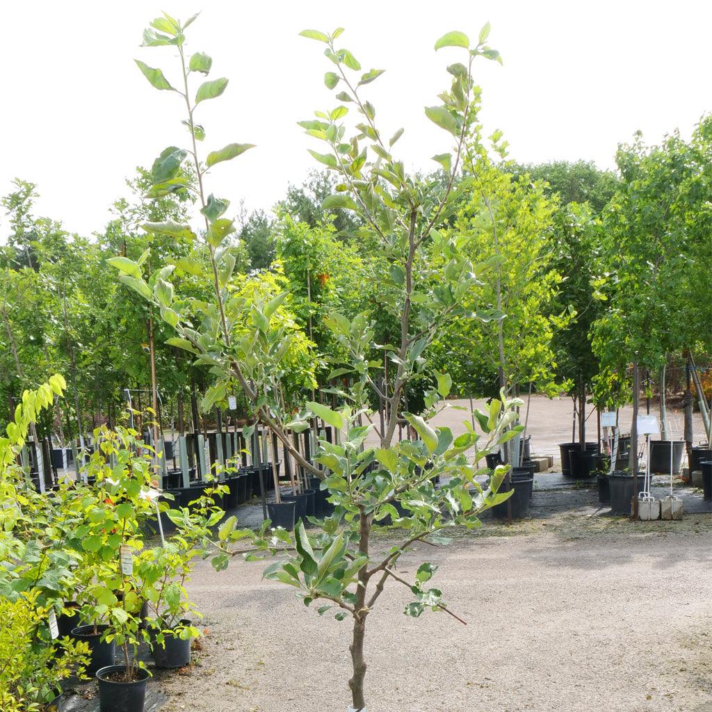 This juicy and aromatic apple tree offers a sweet-sour taste, making it a delectable treat for apple enthusiasts. The unique feature of the Jonagold variety is that the skin can turn out fully red or green, other than the characteristic golden-red color. With options for both Dwarf and Semi-Dwarf varieties, the Jonagold Apple tree can reach heights of 12 to 15 feet or 14 to 18 feet, respectively, catering to different garden sizes. 