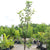 Mutsu Apple Semi-Dwarf Tree