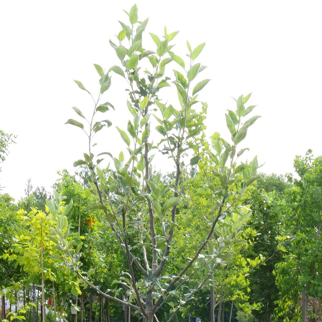 With vibrant colors and abundant fruit, this semi-dwarf apple tree brings beauty and functionality to any garden. Enjoy a harvest of delicious apples with ease as the tree reaches its mature height of 14&#39;-18&#39;.