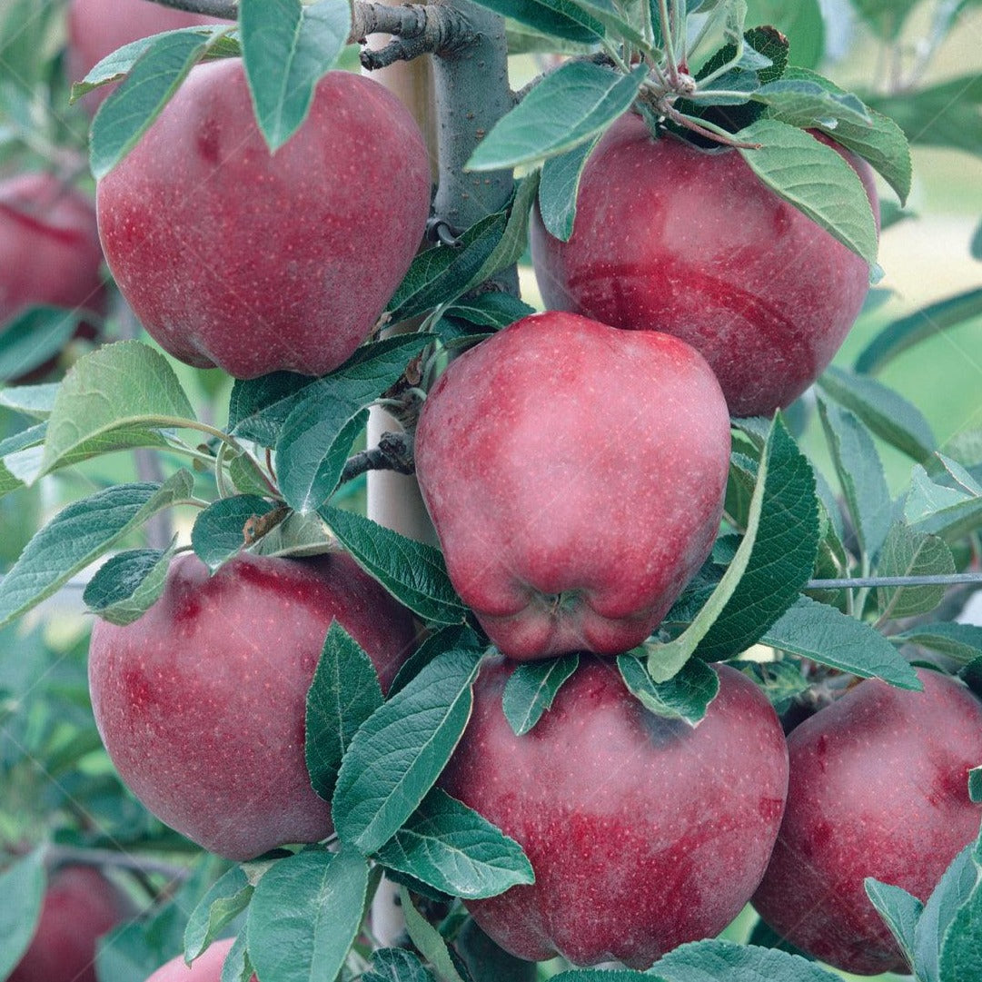 This semi-dwarf tree produces medium- to large-sized red apples that are tender, crisp, and juicy, offering a delightful balance of sweetness with a mild flavor. Ideal for fresh eating and desserts, these apples are sure to become a favorite among family and friends. With a growth range suitable for zones 4 to 8, the Red Delicious Apple Semi-Dwarf Tree adapts well to various climates, making it a versatile choice for apple enthusiasts across different regions.