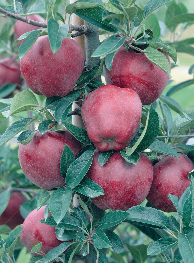 Dwarf Red Delicious Apple Tree - Yarden