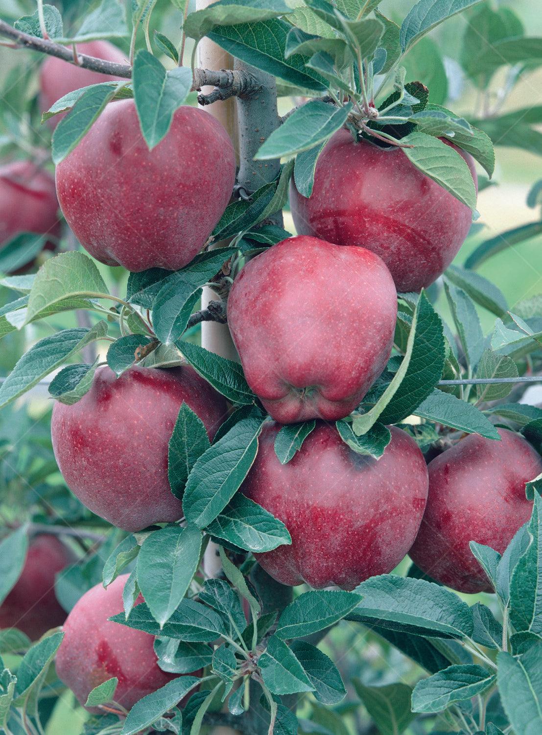 This semi-dwarf tree produces medium- to large-sized red apples that are tender, crisp, and juicy, offering a delightful balance of sweetness with a mild flavor. Ideal for fresh eating and desserts, these apples are sure to become a favorite among family and friends. With a growth range suitable for zones 4 to 8, the Red Delicious Apple Semi-Dwarf Tree adapts well to various climates, making it a versatile choice for apple enthusiasts across different regions.