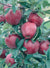 Red Delicious Apple Dwarf Tree