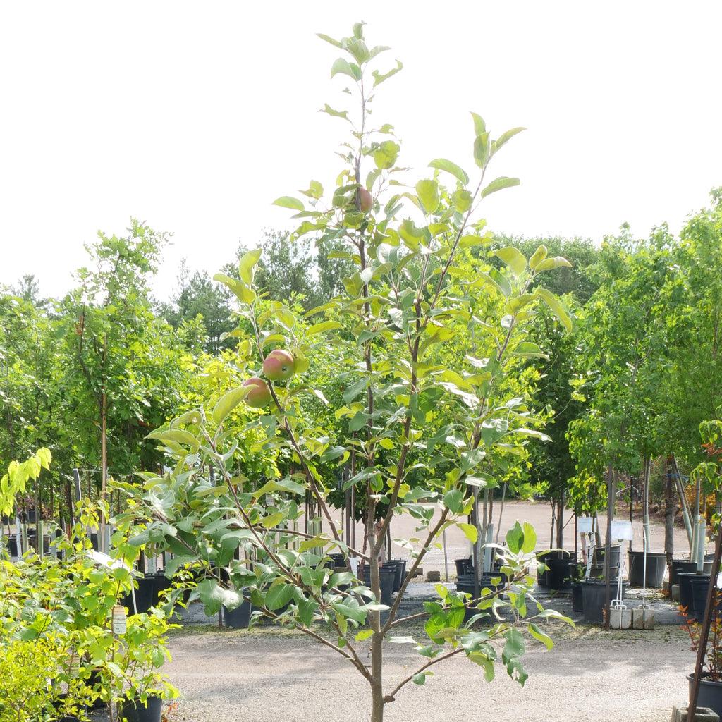 This exceptional apple tree bears oblong fruits with a beautiful bronzed red blush, adding a touch of allure to your harvest. The Snowsweet® Apple's fruits boast a firm and fine texture, providing a crisp and satisfying crunch with every bite. 
