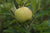 Yellow Delicious Apple Dwarf Tree