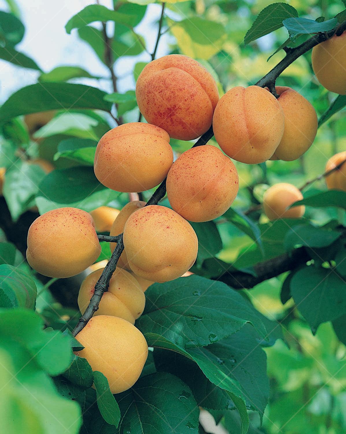 Harcot Apricot Dwarf Tree
