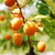 Harglow Apricot Semi-Dwarf Tree
