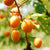 Puget Gold Apricot Dwarf Tree