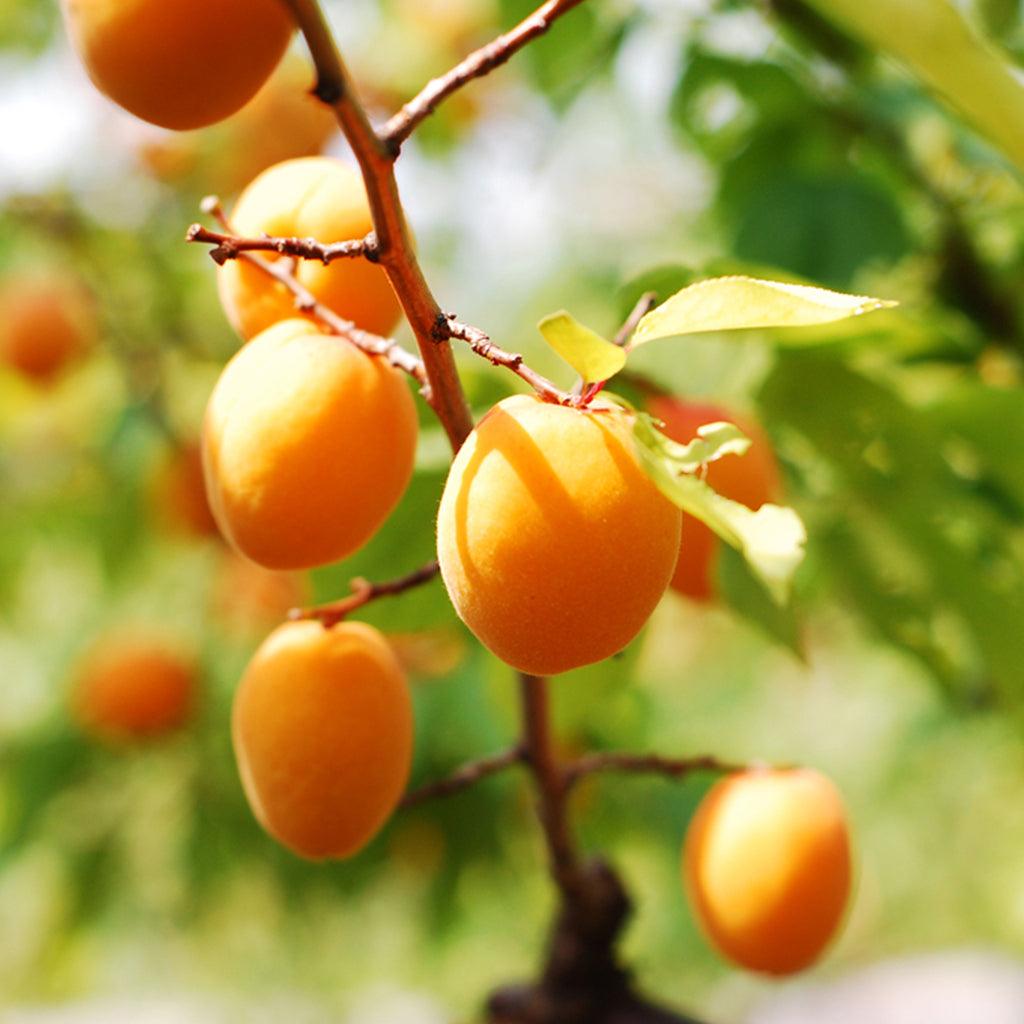 Wenatchee Moorpark Apricot Semi-Dwarf Tree