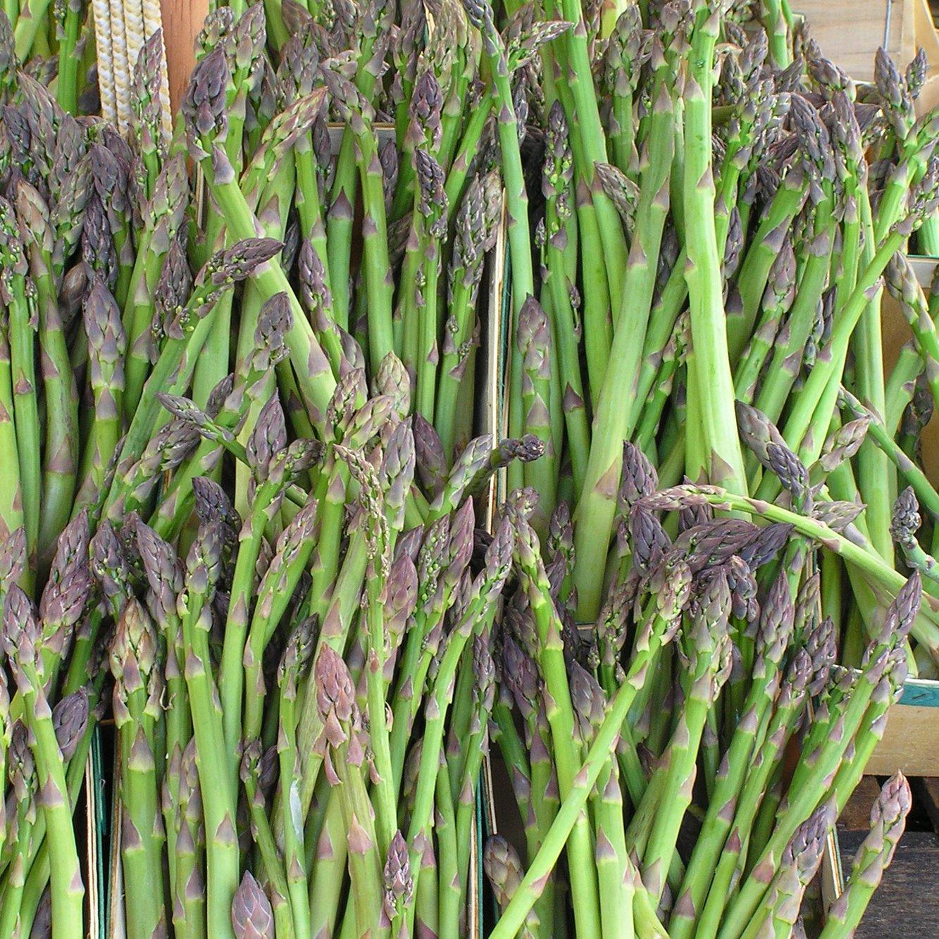 Asparagus - Jersey Giant