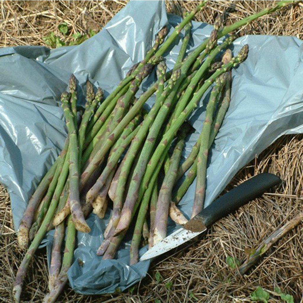 This special asparagus selection offers two distinct varieties in a single plant, providing you with a variety of flavors and textures to enjoy. With this 2-in-1 asparagus, you can savor the delicious spears of two different asparagus types, each bringing its unique taste and qualities to your table. Whether you prefer the traditional green asparagus or the novelty of a purple variety, Asparagus 2-in-1 offers the best of both worlds. 
