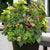 Introducing Blackberry - Baby Cakes® Bushel and Berry®, a delightful addition to your garden or patio. This blackberry variety is known for its compact and thornless growth habit, making it perfect for smaller spaces or container gardening. With its charming white flowers in spring, Baby Cakes® showcases its beauty even before the fruit emerges. As the season progresses, the plant produces sweet and juicy blackberries that are perfect for snacking, baking, or adding to desserts and smoothies. 