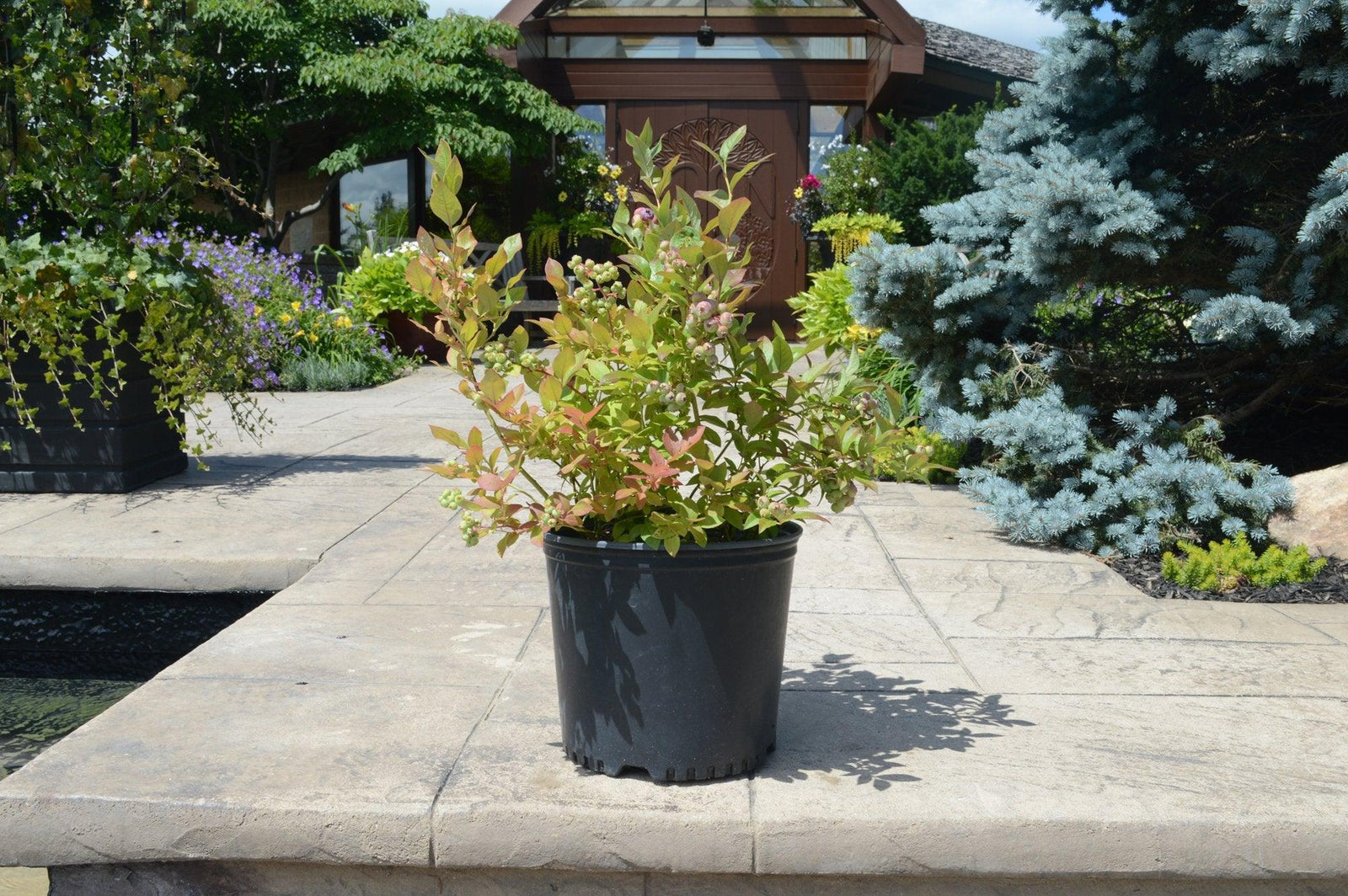 The Legacy offers traditional blueberries, Pink Lemonade boasts pink-colored berries, and Sunshine Blue produces sweet and tangy blueberries. With this combination, you can indulge in a variety of blueberries perfect for snacking, baking, or adding to your favorite recipes.