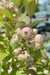 Introducing the Blueberry 3-in-1, a remarkable addition to your garden or orchard. This unique blueberry bush is the result of the flawless union of three spectacular blueberry varieties: the Legacy, Pink Lemonade, and Sunshine Blue. With this 3-in-1 blueberry bush, you can enjoy a diverse and bountiful harvest of different blueberry flavors and colors all from a single plant. 