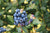 This unique blueberry variety offers the remarkable ability to produce two harvests of fruit each year, making it truly perpetual. With its compact growth habit, Perpetua® Bushel and Berry® is perfect for smaller spaces or container gardening. The plant showcases delicate white flowers in spring, followed by an initial harvest of sweet and juicy blueberries. Then, in late summer, a second crop of fruit emerges, providing you with delicious berries for an extended period.