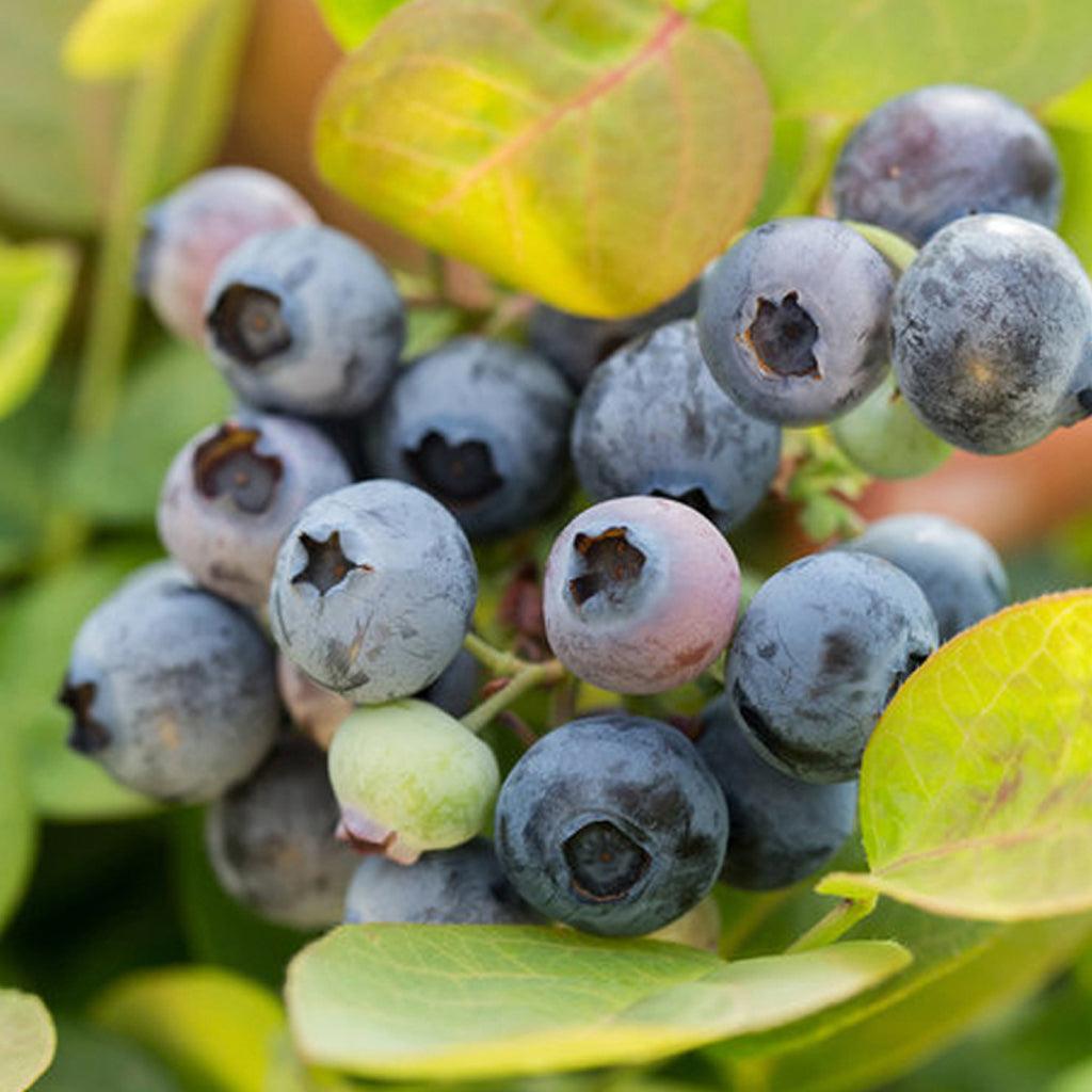 This blueberry variety is known for its unique and delightful peach-colored new growth in spring, giving it an ornamental appeal in addition to its delicious fruit. As the season progresses, the foliage transitions to a rich green, providing a beautiful contrast to the peach tones. The Peach Sorbet® Bushel and Berry® produces sweet and juicy blueberries that are perfect for snacking, baking, or adding to desserts and smoothies.