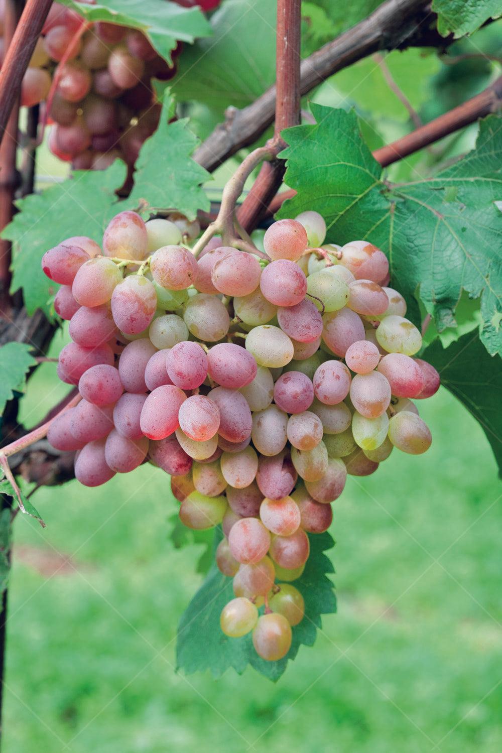 Grape - Pinot Gris