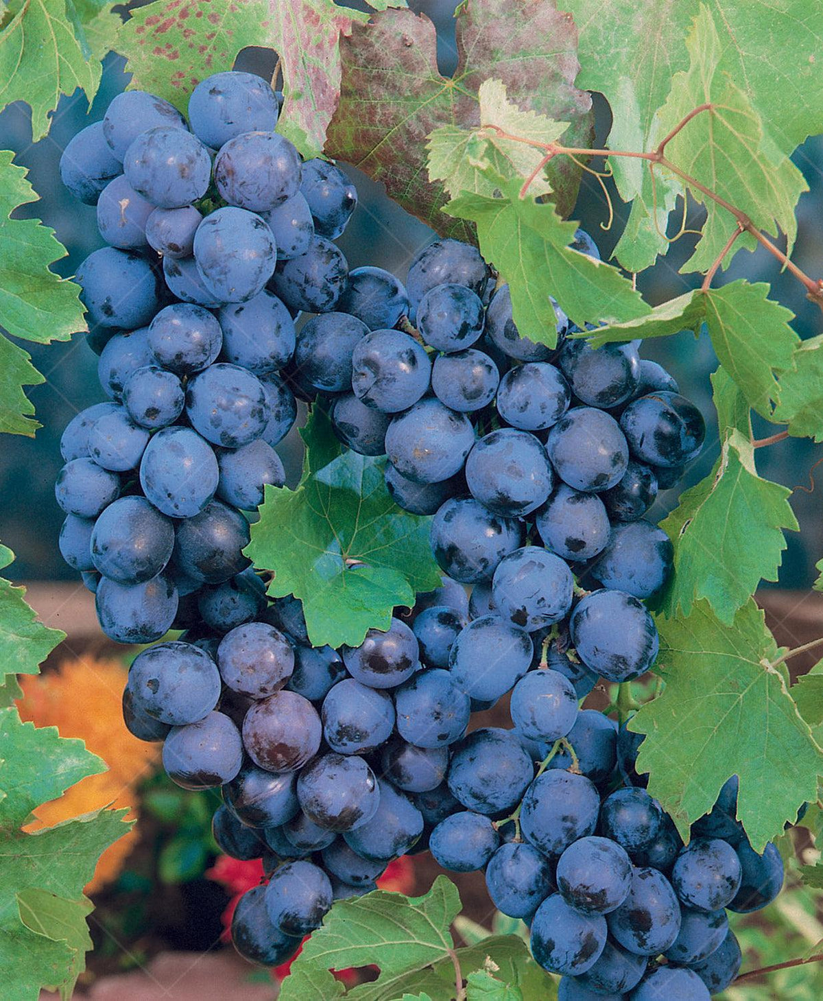 Grape Sovereign Coronation Sheridan Nurseries Online